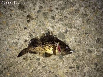 ���ӥ����ܥ���ƨ��