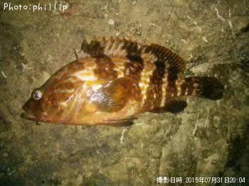 �����ϥ�