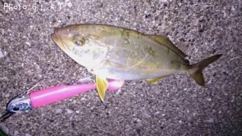 ¥«¥ó¥Ñ¥Á¤ÎÍĵû