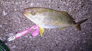 ¥«¥ó¥Ñ¥Á¤ÎÍĵû