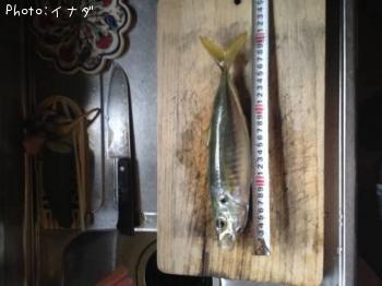 �ܥ������ĥ�����