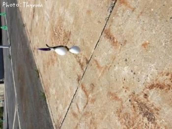 ¥À¥Ö¥ë¥Õ¥°