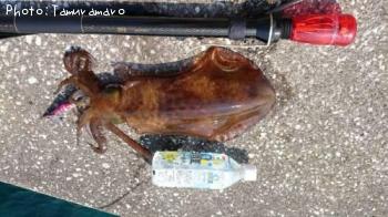 �����ꥤ��