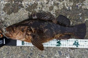 ¥¿¥±¥Î¥³¥á¥Ð¥ë