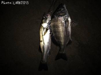 �����Х�������