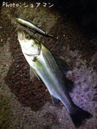 �����Х�