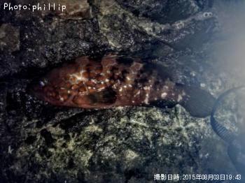 �����ϥ�