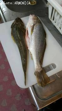 ¥¤¥·¥â¥Á¡¢¥Þ¥´¥Á