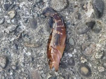 �����ϥ�