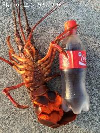 ������Ϸ