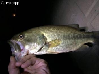 ¥Ö¥é¥Ã¥¯¥Ð¥¹