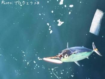 �ޥ륽����