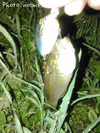 ¥Ö¥é¥Ã¥¯¥Ð¥¹