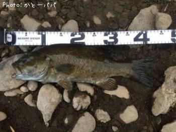 �֥�å��Х�