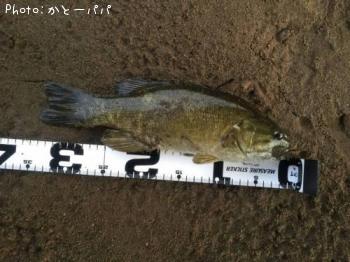 �֥�å��Х�