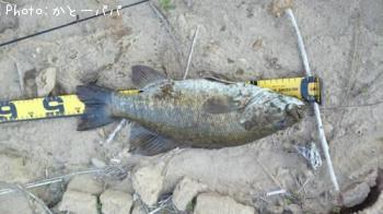 ¥Ö¥é¥Ã¥¯¥Ð¥¹