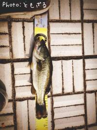 �֥�å��Х�