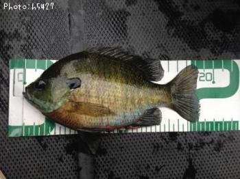 ¥Ö¥ë¡¼¥®¥ë