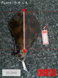 �����ꥤ��