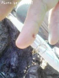 ¥Ò¥È¡Ê¼«Ê¬¡Ë