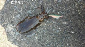 �����ꥤ��