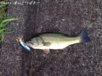 �֥�å��Х�