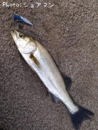 �����Х�