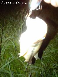 ¥Ö¥é¥Ã¥¯¥Ð¥¹