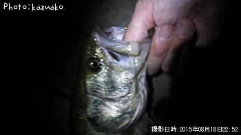 ¥Ö¥é¥Ã¥¯¥Ð¥¹