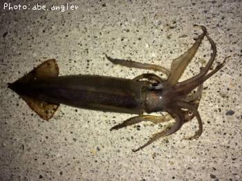 ����ᥤ��