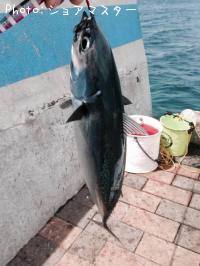 ���������ĥ�