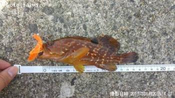 �����ϥ�