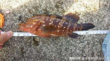 �����ϥ�