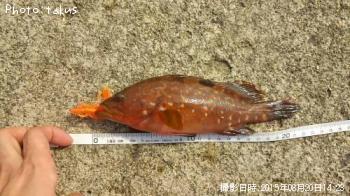 �����ϥ�