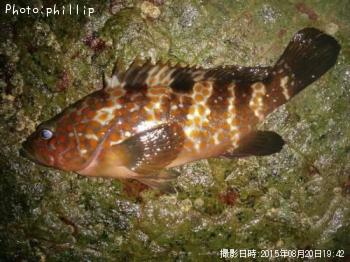 �����ϥ�