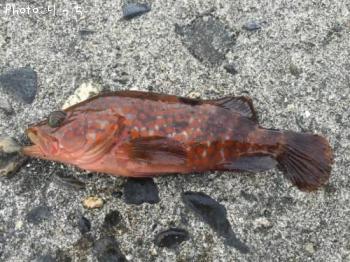 �����ϥ�