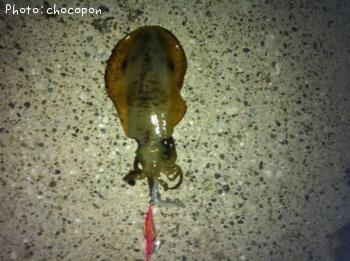 �����ꥤ��