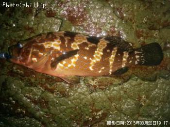 �����ϥ�