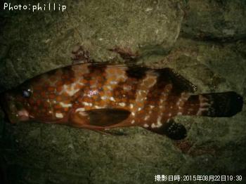 �����ϥ�