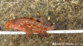 �����ϥ�