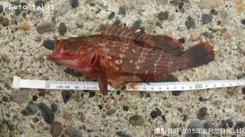 �����ϥ�