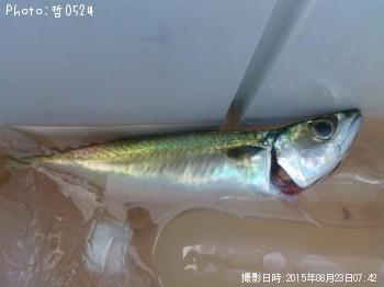 ���ޥ���