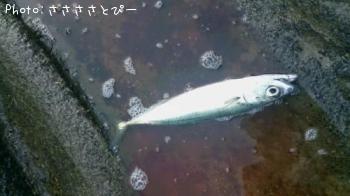 �參�������С����ޥ�