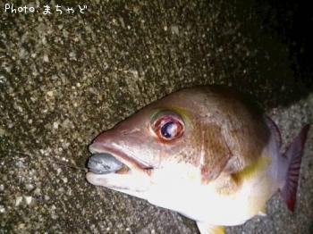 ���ӥ��ʥ����ڥ����ե�������