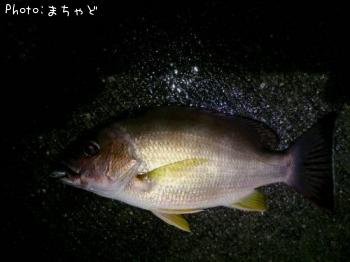 ���ӥ��ʥ����ڥ����ե�������