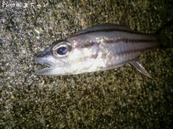 �������������ȥҥ���