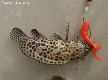 �����ߡ��Х��ڥ�����ϥ���