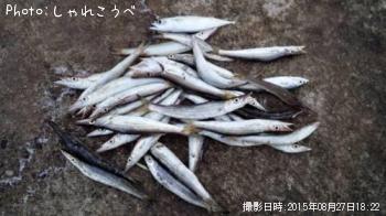 ���ޥ���������