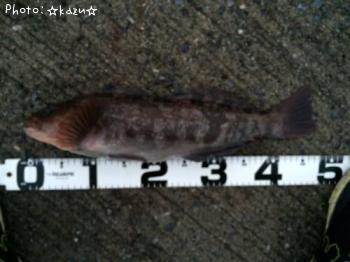 �����ʥ�