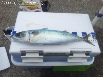 ���ޥ���